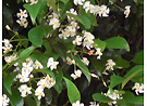 静岡蜂蜜「もち」の花